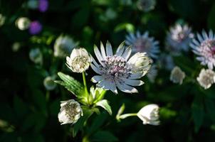 loseup of beautiful great masterwort flowers photo