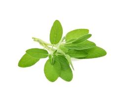 Sage herb isolated on white background photo