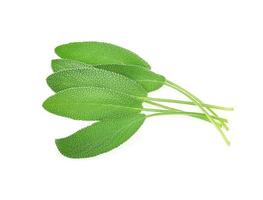 Sage herb isolated on white background photo