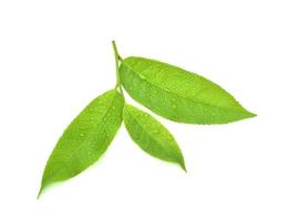 leaves Fresh green tea with drops of water isolated on white background. photo