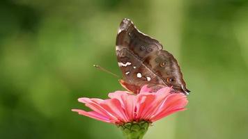Brown butterfly looking for honey on pink zinnia flower video