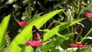 A butterfly in a combination of brown, black and white is looking for honey on a zinnia flower video