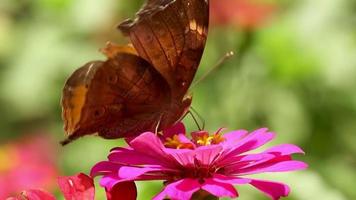 una mariposa marrón que busca miel en una flor de zinnia con pétalos rojos y pistilos amarillos