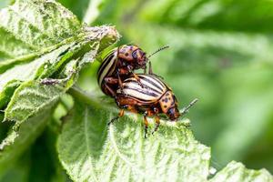 Colorado potato beetles mating on the leaves of green potatoes