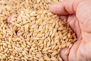 Barley grain in man hand, close up