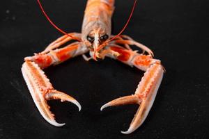 Boiled red lobster on a black background with open claws, front view photo