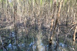 mangrove forest reflection in lake photo