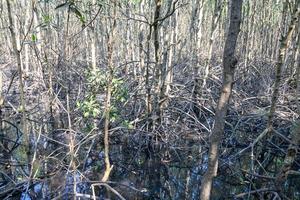 mangrove forest reflection in lake photo