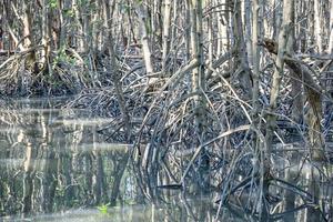 bosque de manglares reflejo en el lago foto