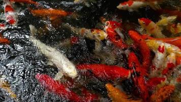 peces koi en el estanque comiendo. video