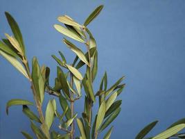 Palm Sunday olive branch photo