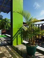 tropical coconut tree in a pot on the minimalist second floor photo