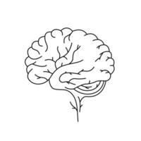 Brain line sign. Human organ sketch. Vector illustration on white background