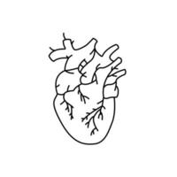 símbolo de la línea del corazón. boceto de órgano humano. Ilustración vectorial sobre fondo blanco vector