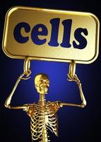 cells word and golden skeleton photo