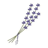 Bouquet of lavender twigs tied with a ribbon. Beautiful lilac flowers. The vector illustration is isolated. For design or postcard