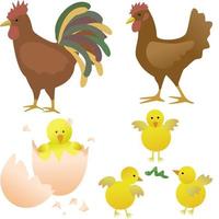 Poultry. Rooster chicken birds.Abstract on white background. vector