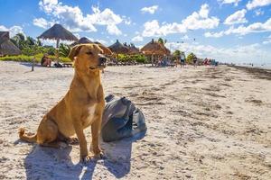 Holbox Mexico 22. December 2021-Brown dog guarding bag on the beach photo