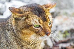 hermoso gato lindo con ojos verdes en la selva tropical de México. foto