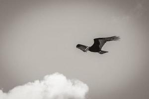 Tropical Black Turkey Vulture Cathartes aura aura blue sky Mexico. photo