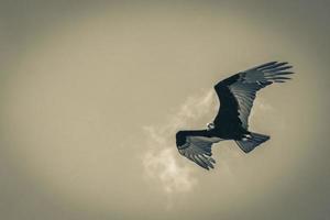 Tropical Black Turkey Vulture Cathartes aura aura blue sky Mexico. photo