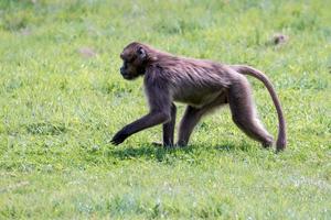 primer plano de babuino gelada foto