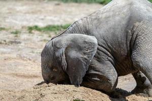 bebé elefante africano foto