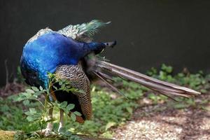 Close up of an Indian Peacock photo