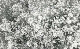 flor de margarita blanca y gris borrosa como fondo foto
