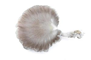 Oyster Mushroom Phoenix Mushroom, Lung Oyster Mushroom is a good choice of food for vegetarian. Close up of behind of oyster mushroom with white background. photo