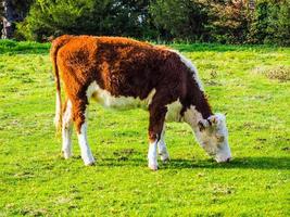 HDR Coe Fen meadowland cattle in Cambridge photo