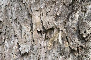 Texture of old tree bark . Natural background