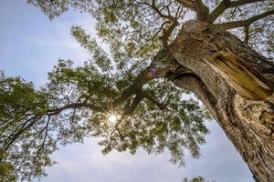 Bottom view to treetop branch of a huge tree in jungle forest. Look up under the tree. environment and nature background photo