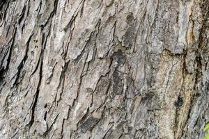 Texture of old tree bark . Natural background photo