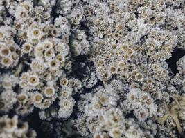 Close up shot of dried Javanese edelweiss, a flowering plant species endemic to Indonesia. photo