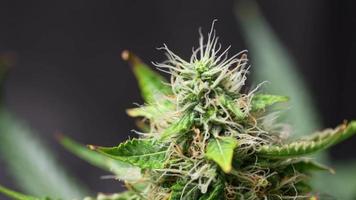 Extreme closeup shot on movement of magnifying glass on marihuana plant flowering stage, zoom in a female pistil and small crystal trichomes, cannabis plant, botanical flower structure, botanist hobby