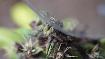 Close up removing shot of a magnifying glass movement from a natural purple marijuana bud, alternative medical plants, the futuristic botanical researching, laboratory activity, macro shot on flower video