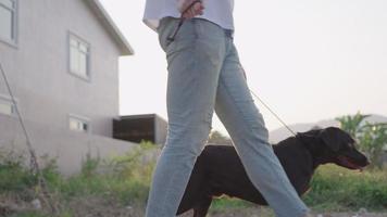 Close up male lower body in jean walking his energetic happy puppy with leash secured on his legs, petting a big dog, relaxing exercise, outdoor recreation for pet and owner, professional dog walker video