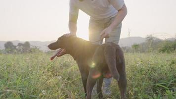 A gentle young owner stroking on his lovely pet against summer sunlight and green grass field, owning pet bonding and relationship, take a walk with dog, Labrador retriever care, relaxing exercise video