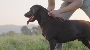 Ein weißer, verspielter männlicher Besitzer, der sich mit einem schwarzen Labrador-Retriever-Welpen im Sommerpark im Freien kuschelt, sich umarmt, streichelt, mit einem Hund spazieren geht, ein glücklicher Labrador-Empfänger, der mit einem Begleiter spielt, treue Freundschaft video