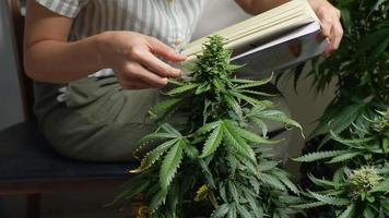 Weiblicher Topfzüchter, der sich das Lehrbuch über den Cannabisanbau im Innenbereich ansieht, Wissenswachstumspflanze, Natur- und Bildungskonzept, Innenanbau von Cannabis zu Hause, alternative medizinische Behandlungsforschung video