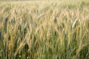 Wheat field in day time. photo