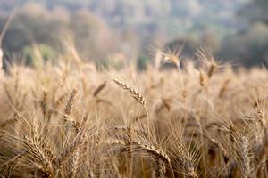 Field of dry wheat in day time. photo