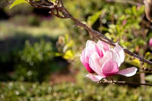 A magnolia on natural background. photo
