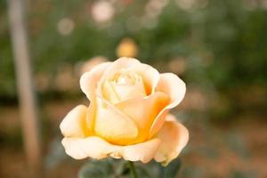 A beautiful rose in garden. photo