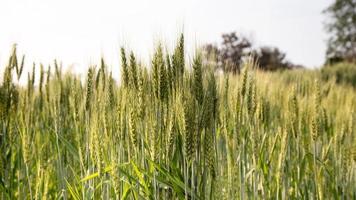 campo de arroz en verano. foto