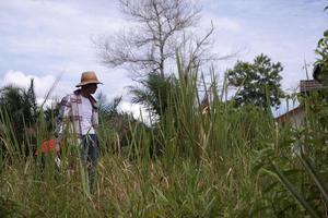 Palangka Raya, Indonesia. 7 May, 2017. A man is mowing the weeds photo