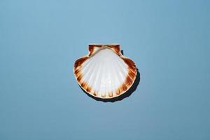 scallop seashell on blue background photo