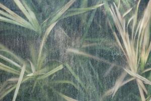 Greenhouse tropical plant behind dirty glass photo