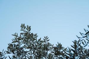 Olive branches against blue sky photo